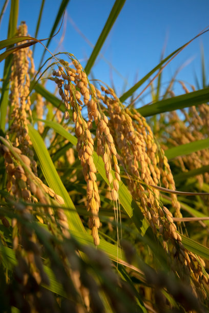 收获期前的水稻植株特写图片下载