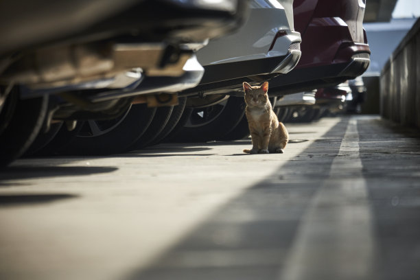 停车场流浪猫图片下载