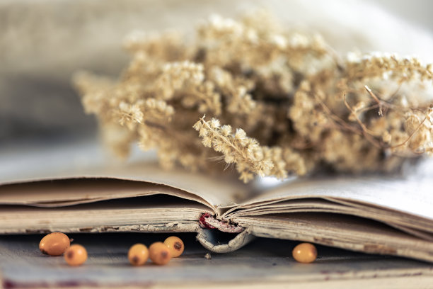 舒适的背景与打开的书在模糊的背景。图片下载