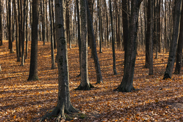 秋天的森林，阳光灿烂，光秃秃的树木。图片下载