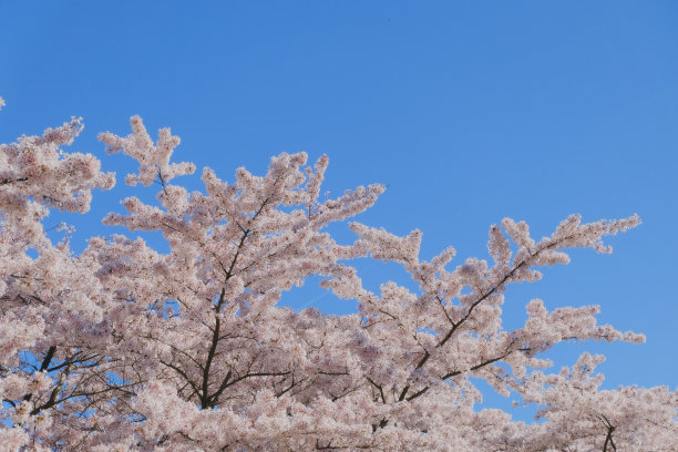 樱花图片下载