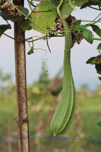 丝瓜(luffa acutangula)是藤本植物图片下载