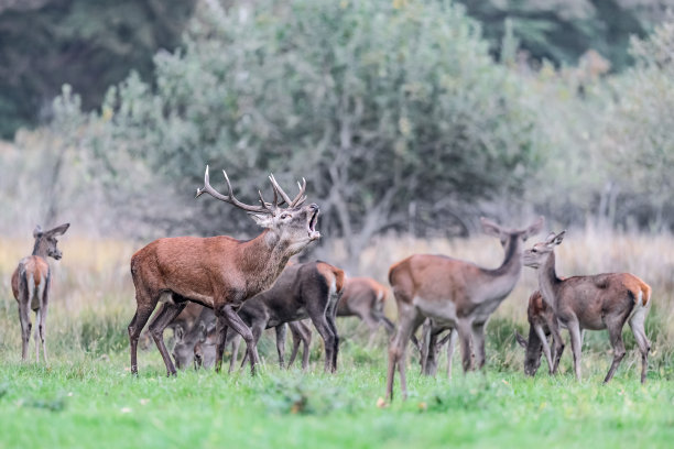 雄马鹿和它的一群母马鹿(鹿角鹿)图片下载