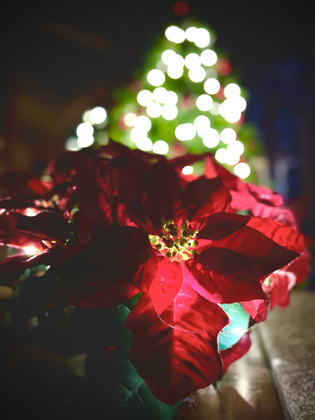 圣诞明星图片下载