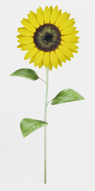 向日葵的真实3D渲染图片下载