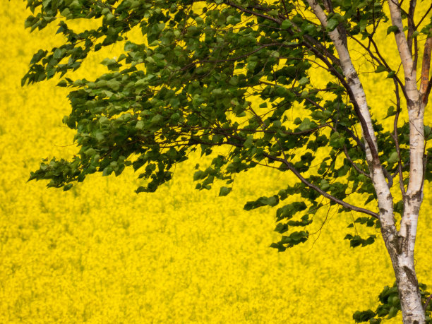 白桦树和油菜花的田野图片下载