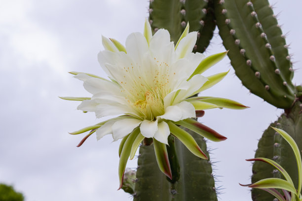 仙人掌mandacaru。仙人掌jamacaru。以花卉和自然景观为背景图片下载