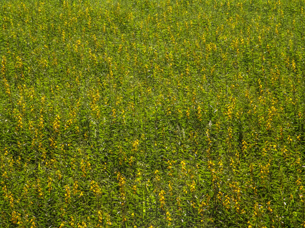 黄绿色的油菜花田图片下载