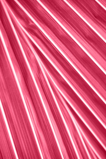 摘要明亮的品红画棕榈叶背景。清新的热带植物质感。自然条纹图案。有选择性的重点。自然界的几何。2023年的流行色。垂直图图片下载