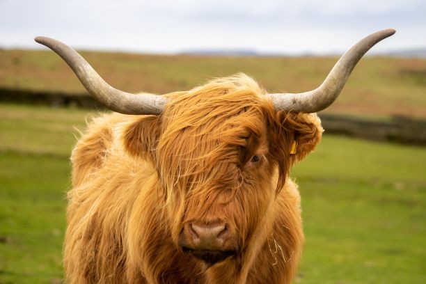 肖像拍摄的蓬松高地牛品种在农场看着相机图片下载