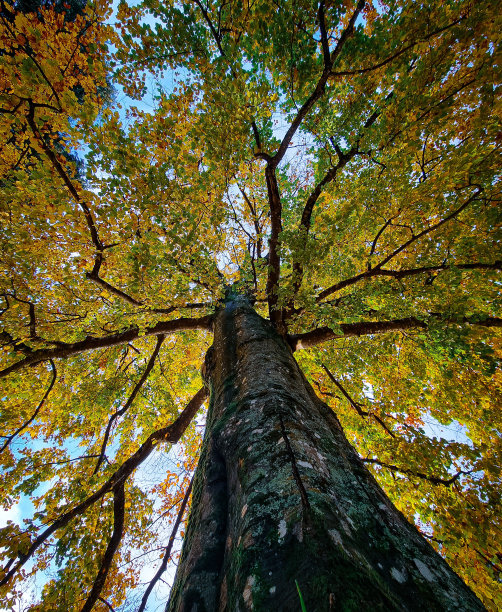 低角度拍摄一棵黄色和绿色叶子的树图片下载
