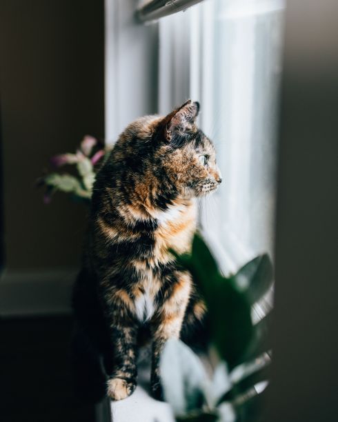 坐在窗台上的欧洲短毛猫竖版特写照片图片下载