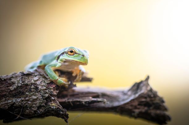 近距离拍摄的欧洲树蛙在一棵树上的森林图片下载