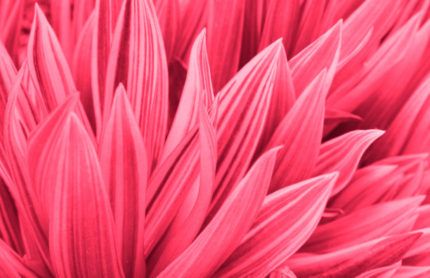 抽象的花卉背景新潮的颜色万岁品红。展示2023年的颜色。图片下载