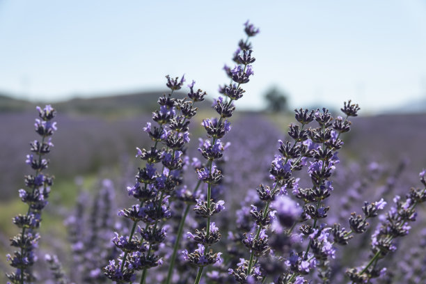 薰衣草花照片从薰衣草田。图片下载