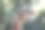 一个可爱的长颈鹿的脸特写在一个模糊的绿色树叶的观点图片下载