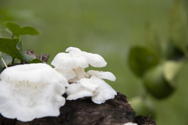 蘑菇的特写镜头图片下载