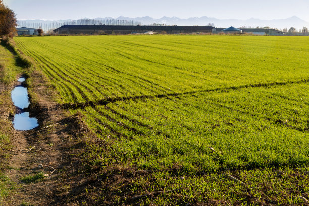 麦田里秋天的麦芽图片下载