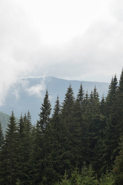 山上生长着大量高大的绿色云杉。木材原料与非法采伐概念。图片下载