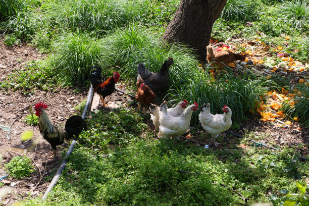 公鸡和小鸡在橘子花园里的一架finca上。这张照片摄于西班牙马略卡岛比尼亚雷附近的GR 221徒步小径。图片下载