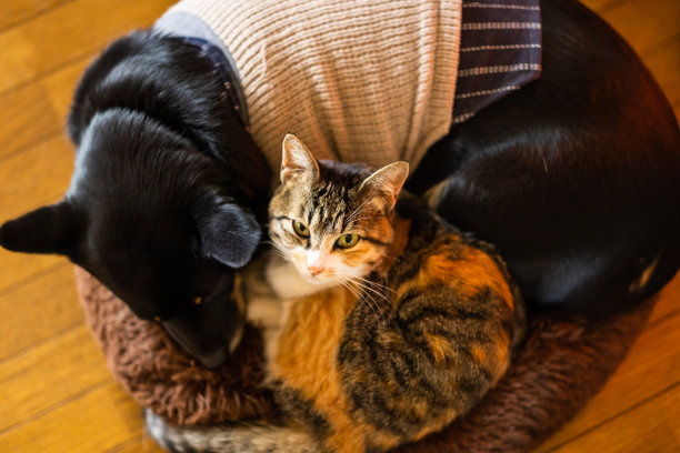 猫和狗依偎在一起睡在垫子上图片下载