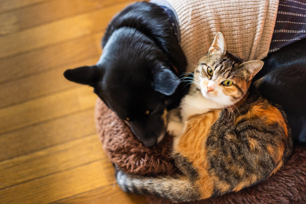 猫和狗依偎在一起睡在垫子上图片下载