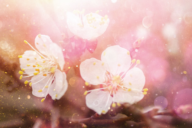 春天开花图片下载