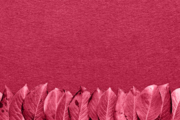 红叶在Viva品红色(红色)背景。发短信的地方。副本的空间。2023年的流行色图片下载