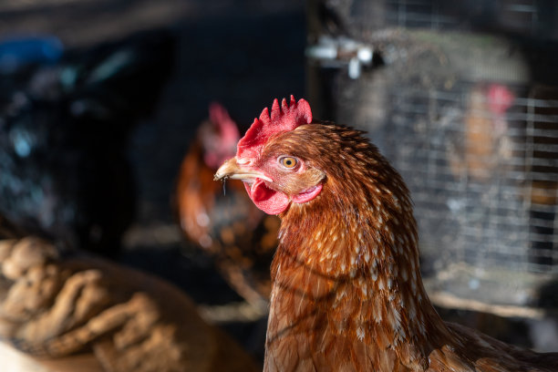 接近低水平的肖像视图鸡头显示眼睛和皇冠金色，黄色和白色图片下载