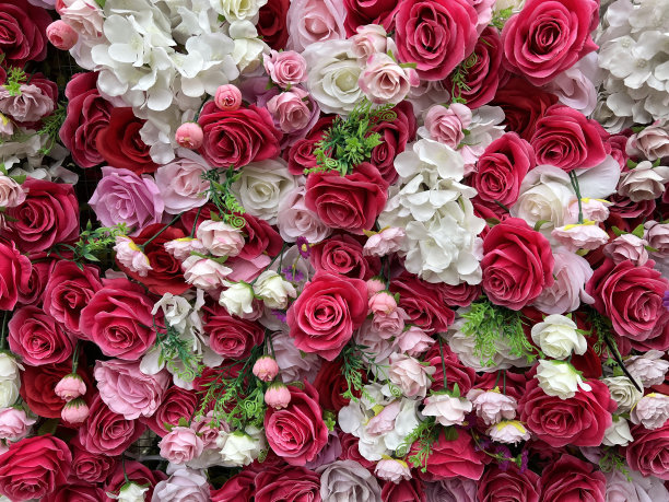 玫瑰背景图片下载