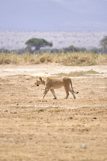在肯尼亚安博塞利国家公园的非洲大草原上，一只雌狮走在地上和干草地上的美丽垂直肖像图片下载