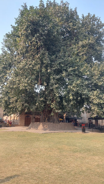 莫卧儿帝国的一棵老菩提树图片下载