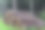 被砍倒的针叶树树干堆在森林里图片下载