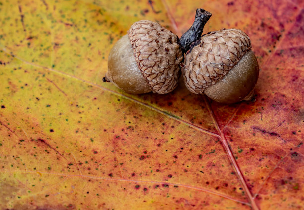 橡子在秋天的橡树叶上图片下载