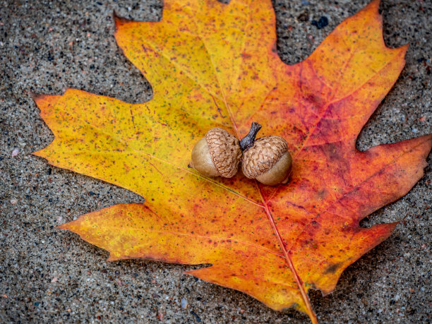 橡子在秋天的橡树叶上图片下载