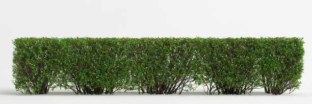 白色背景上孤立的灌木的3d插图图片下载