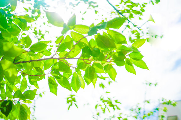 新鲜的绿色和蓝色的天空图片下载