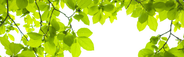 绿叶横幅图片下载