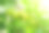 未成熟的青梅长在梅树的树枝上。梅花栽培理念图片下载