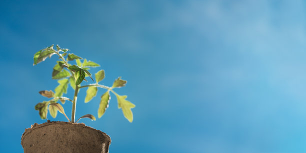 蓝蓝的天空映衬着嫩绿叶子的番茄小枝图片下载