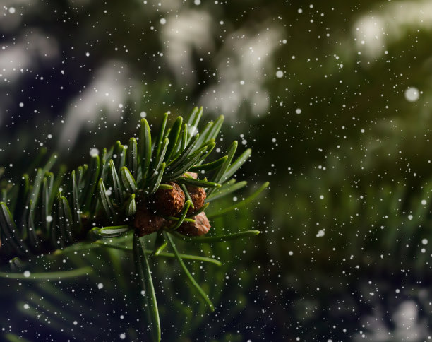 云杉树枝特写雪花。关注一棵冷杉树的树枝。圣诞节的背景。照片图片下载