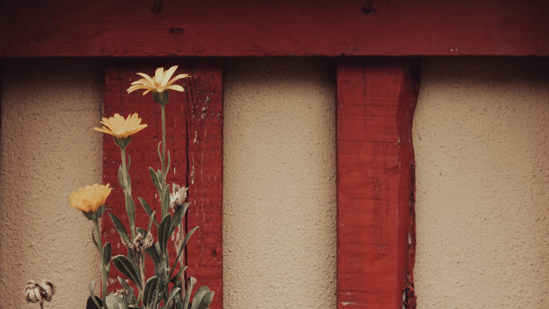 菊花在一堵墙和木栏杆前的三根树枝上发芽图片下载