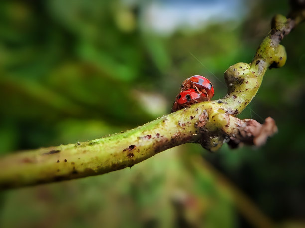 两只瓢虫在树枝上交配图片下载