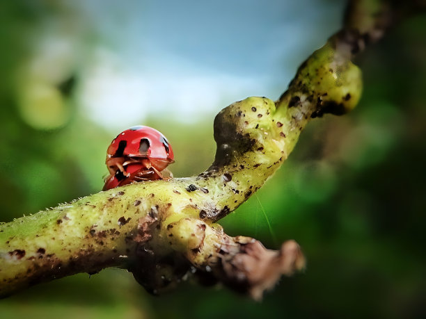 一只瓢虫在树枝上行走图片下载