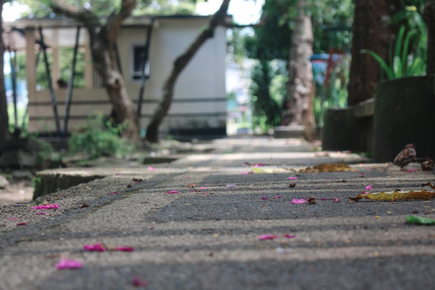 公园里有一些花和落叶的小路图片下载