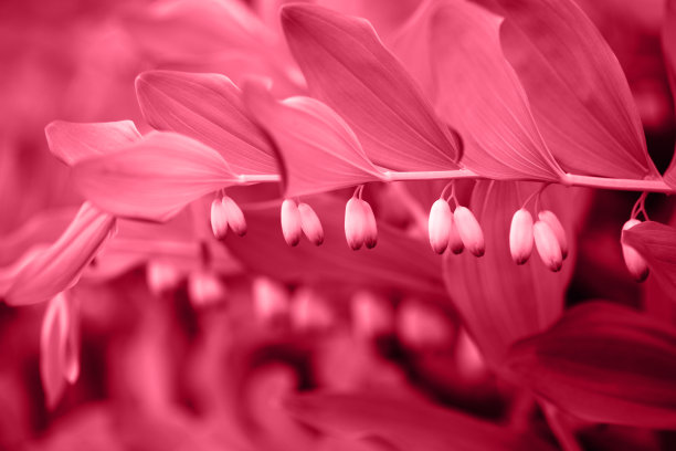 黄精万岁洋红色调色特写。2023年的洋红色万岁。图片下载