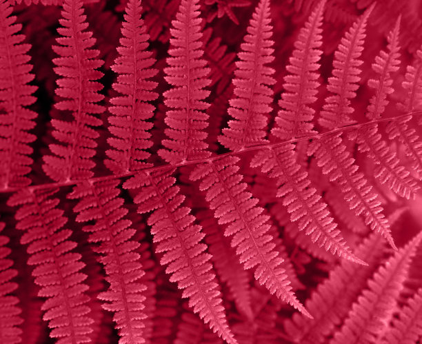 颜色2023洋红色蕨类特写。粉红色的花卉纹理和背景，图案。Viva品红色抽象背景。图片下载