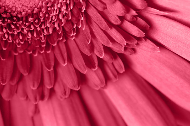 颜色2023洋红色非洲菊万岁。2023年的潮流颜色是品红。花的背景。图片下载