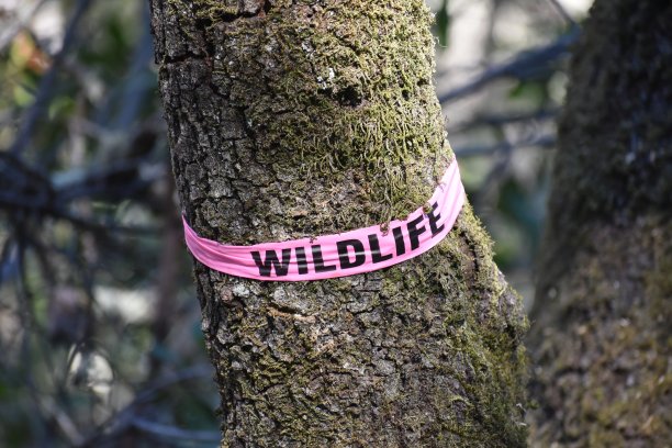 野生动物区图片下载