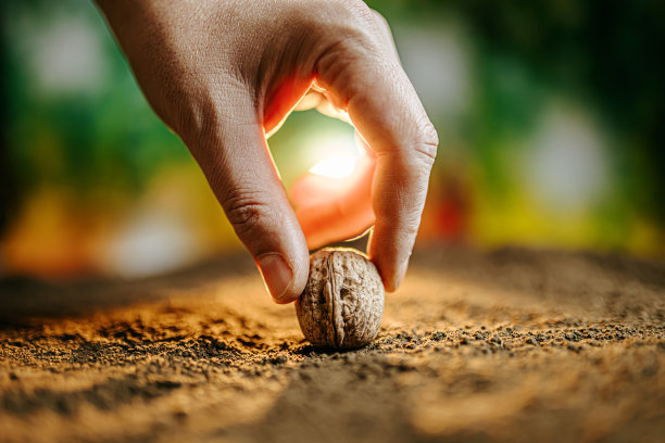 特写一位面目全非的农民的手，他在有机花园中播种核桃，图片下载